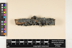 Leptogium azureum image