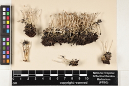Cladonia ramulosa image