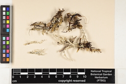 Cladonia scabriuscula image