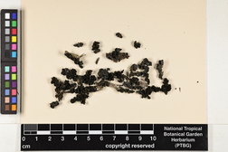 Collema furfuraceum image