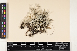Cladonia ramulosa image