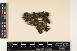 Leptogium cyanescens image