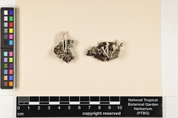 Cladonia grayi image