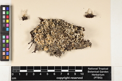 Cladonia ramulosa image