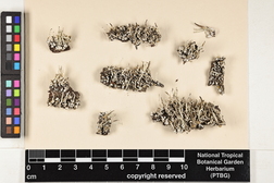 Cladonia ochrochlora image
