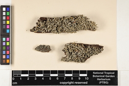 Cladonia coniocraea image
