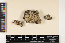 Cladonia coniocraea image