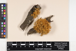 Teloschistes flavicans image