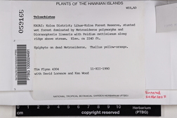 Teloschistes flavicans image