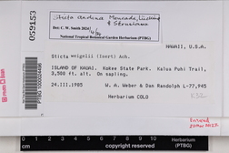 Sticta weigelii image