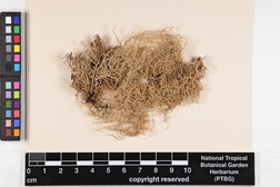 Usnea baileyi image