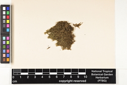 Lejeunea flava image