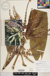 Cordyline fruticosa