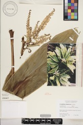 Cordyline fruticosa