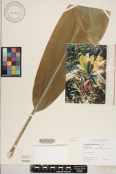 Cordyline fruticosa