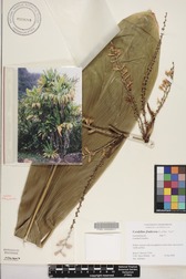 Cordyline fruticosa