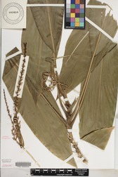 Cordyline fruticosa