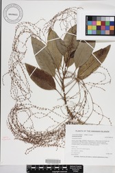 Charpentiera elliptica