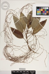 Charpentiera elliptica