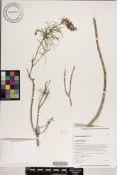 Schiedea spergulina