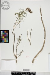 Schiedea spergulina