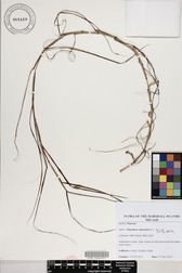 Hohenbergia stellata