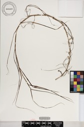 Hohenbergia stellata