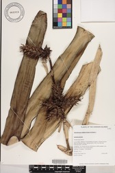 Hohenbergia stellata