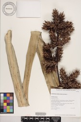 Hohenbergia stellata