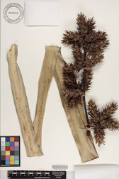 Hohenbergia stellata