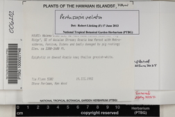 Varicellaria velata image