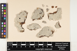 Varicellaria velata image
