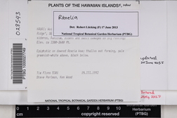 Parmotrema cetratum image