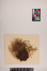 Ramalina calicaris image