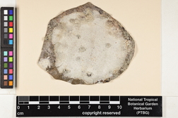 Lecanora caesiorubella image