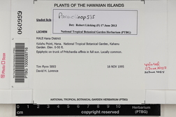 Hypotrachyna (Parmelinopsis) image