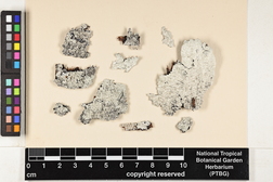 Dirinaria aegialita image