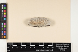 Varicellaria velata image