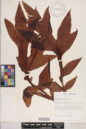 Tacca leontopetaloides