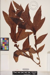 Tacca leontopetaloides