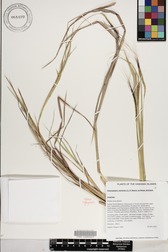 Heteropogon contortus