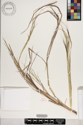 Heteropogon contortus
