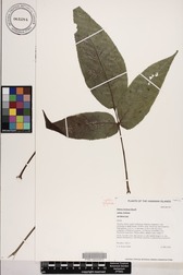 Bidens forbesii subsp. forbesii