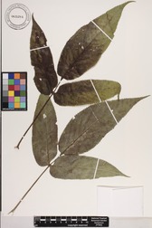 Bidens forbesii subsp. forbesii
