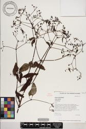 Bidens forbesii subsp. forbesii