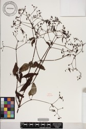 Bidens forbesii subsp. forbesii