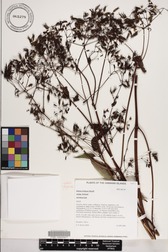 Bidens forbesii subsp. forbesii