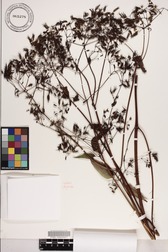 Bidens forbesii subsp. forbesii