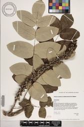 Polyscias lallanii