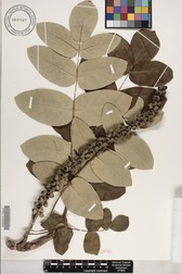 Polyscias lallanii